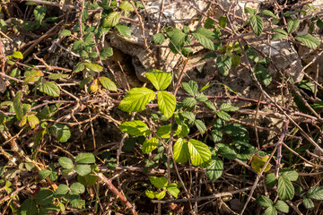 brambles