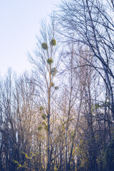 Autumn in Hungary / Rajka