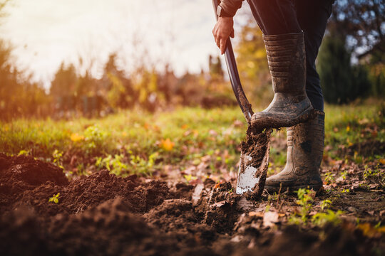 Worker digs soil with shovel in colorfull garden, workers loosen black dirt at farm, agriculture concept autumn detail. Man boot or shoe on spade prepare for digging.