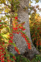 oak trunk and red berries