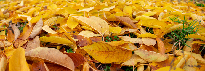 Panorama of yellow fallen leaves lying on the green grass
