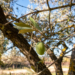 green olive on the tree