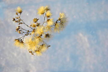 Fototapeta na wymiar Dry yellow fluffy flowers on meadow with white snow, top view