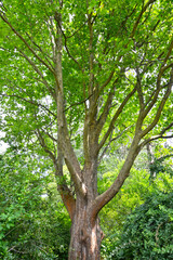 A fragment of the crown of a maple platan (Platanus × hispanica Mill. ex Münchh.)