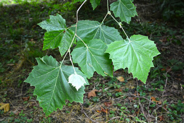 Leaves of maple platan (Platanus × hispanica Mill. ex Münchh.)