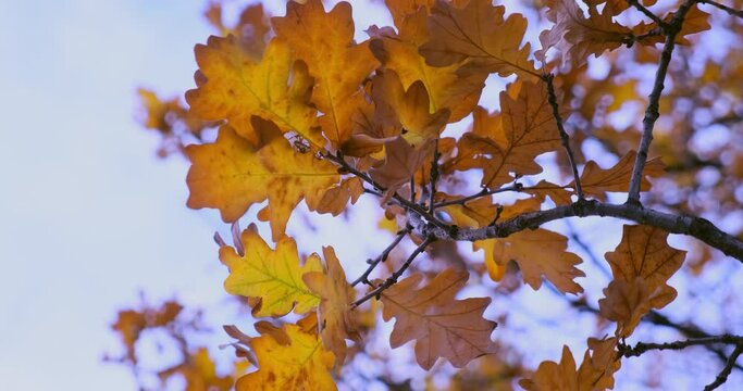 Yellow oak leaves swing in the wind. Deep Autumn.
