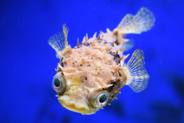 fish in aquarium © Ivan