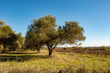 olive grove