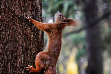 Fototapeta na wymiar orange squirrel on a tree