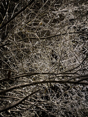 Snow-covered branches of a forest tree. Snow.