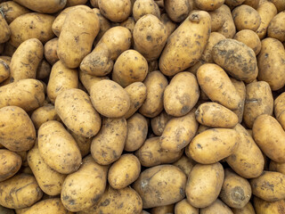 A background of a large number of medium-sized potato tubers. Background from vegetables on a shop window. Harvesting potatoes.