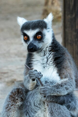 lemur at the zoo of israel