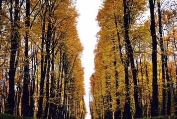 alley of tall yellow trees