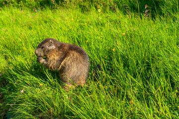 Alpine Marmot Marmota Marmota Austria Alps Mountains
