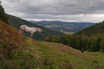 white horse neighs in the mountains