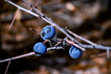 Blaue Beeren 