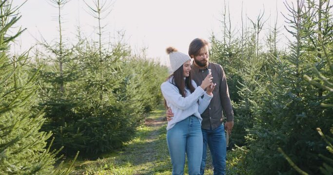 Attractive positive happy young bearded man and his wife came in special place with fir trees plantings to cut down tree for them,doing photos to choose the best forest beauty for holidays