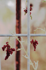 red berries on white fence