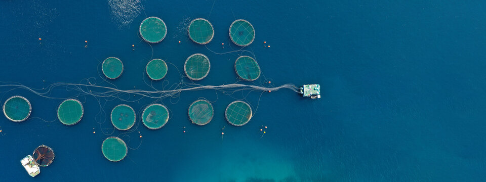 Aerial drone ultra wide panoramic photo of large fish farming unit of sea bass and sea bream in growing cages in calm deep waters of Galaxidi area, Greece