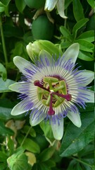 passiflora