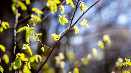 Spring forest, fresh young leaves on a tree branch