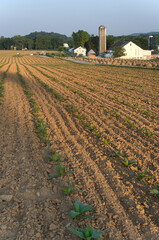 Fototapeta na wymiar Rows of small tobacco plants in a field
