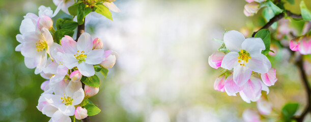 Apple blossom, spring card with flowering tree, copy space