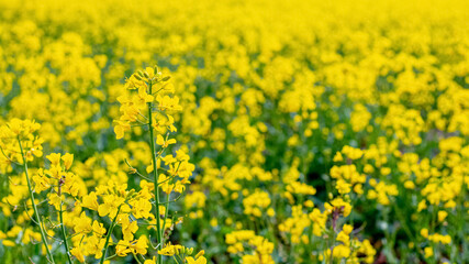 Spring background with yellow rapeseed flowers, spring field