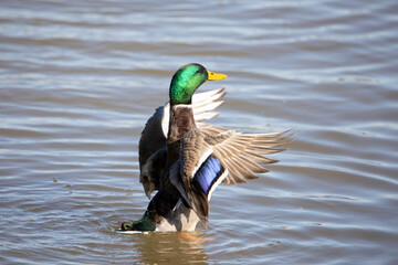 Mallard male flapping in the water.