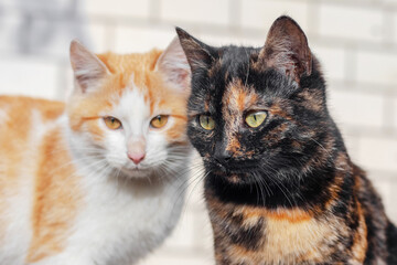 Two cats leaned their heads to each other, two cats close up