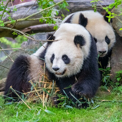 Fototapeta premium Young giant panda eating bamboo in the grass, portrait 
