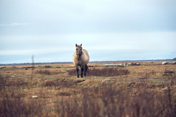 Semi-wild Konik Polski horse at Engure Lake Nature Park, Latvia on overcast November day.  © Julija