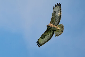 One buzzard bird, bird of pray, buteo buteo, in flight against a blue sky and white clouds