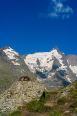 Fototapeta na wymiar marmot and a beautiful view near Grossglockner. A marmot posing in front of a snowy mountain scenery in Austria