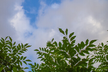 庭に咲いている常緑の木（シマトネリコ）