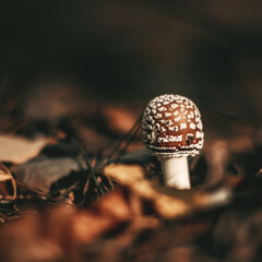 The autumn forest is rich in mushrooms