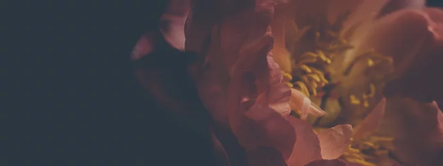 Dunkles Vintage-Foto des Blumenstraußes aus roten Pfingstrosen auf Schwarz. Floristische Dekoration. Blumenhintergrund. Barockes Bild im altmodischen Stil. Natürliche Blumenmustertapete oder Grußkarte © Rymden