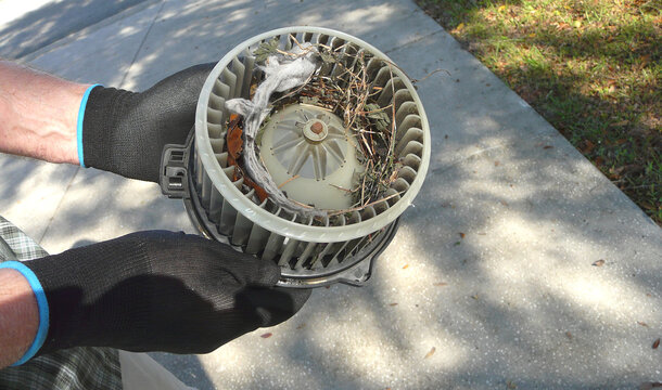 Mouse Nest in Car Blower Fan. A car owner is preparing to clean out a mouse nest in the fan blower motor cage, also known as a squirrel cage. It was lined with a dryer sheet, leaves, and twigs.