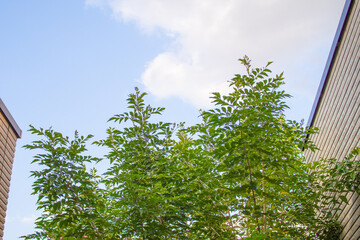 庭に咲いている常緑の木（シマトネリコ）