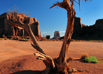 Gnarled Tree Trunk In Front Of The North Window In The Monument Valley Arizona In The Morning On A Sunny Summer Day With A Clear Blue Sky