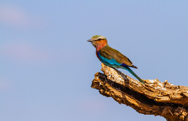 Lilac-breasted or lilac-throated roller bird (Coracias caudatus) perched on branch with blue sky in Maasai Mara National Reserve, Kenya, Africa. African bird of family Coraciidae. Copy space for text