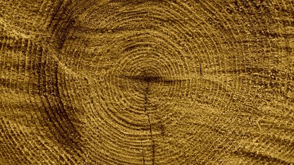 Fototapeta premium texture of wood