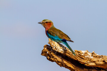 Lilac-breasted or lilac-throated roller bird (Coracias caudatus) perched on branch in Maasai Mara National Reserve, Kenya, Africa. African bird of family Coraciidae. National bird of Kenya. Blue sky
