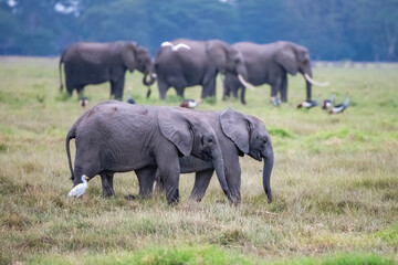 Fototapeta premium Two young elephants playing in the herd