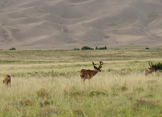 Great Sand Dunes With Grazing Deers In The Foreground At Great Sand Dunes National Park On A Sunny Summer Day
