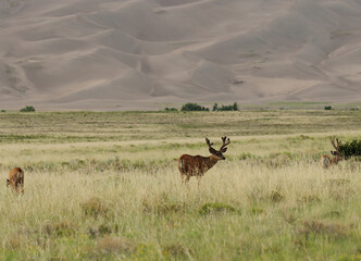 Great Sand Dunes With Grazing Deers In The Foreground At Great Sand Dunes National Park On A Sunny Summer Day