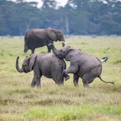 Two young elephants playing in the herd