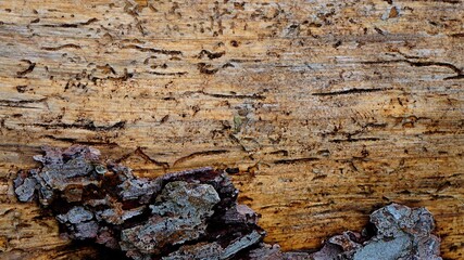 bark of a tree