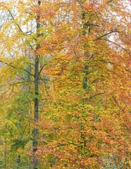 Blätterfall - bunte Laubbäume im Herbstkleid