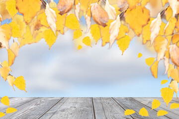 Naklejka na ściany i meble Autumn birch leaves against a blue sky